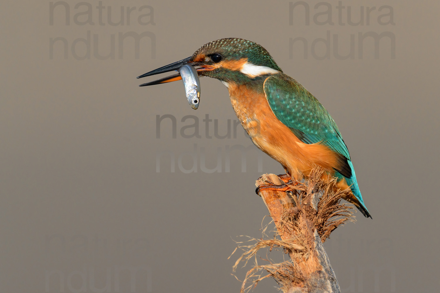 Photos of Common Kingfisher (Alcedo atthis)