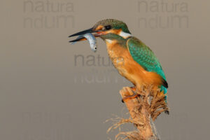 Photos of Common Kingfisher (Alcedo atthis)