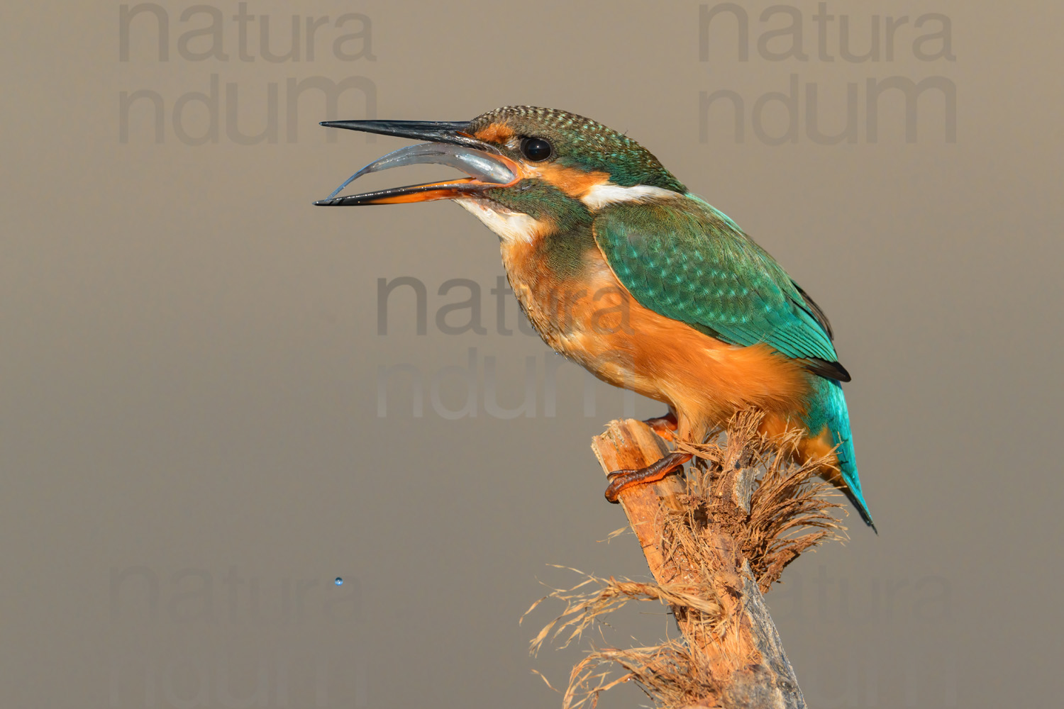 Foto di Martin pescatore (Alcedo atthis)