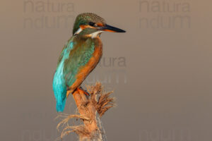 Photos of Common Kingfisher (Alcedo atthis)