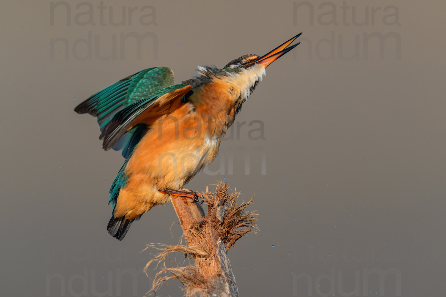 Photos of Common Kingfisher (Alcedo atthis)