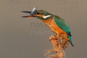 Foto di Martin pescatore (Alcedo atthis)