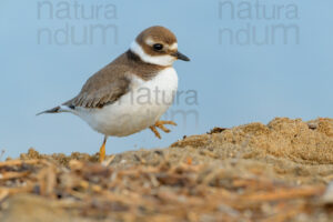 Foto di Corriere grosso (Charadrius hiaticula)