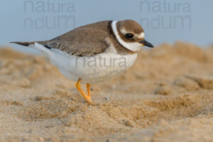 Photos of Common Ringed Plover (Charadrius hiaticula)