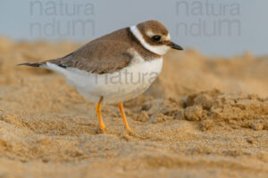 Foto di Corriere grosso (Charadrius hiaticula)