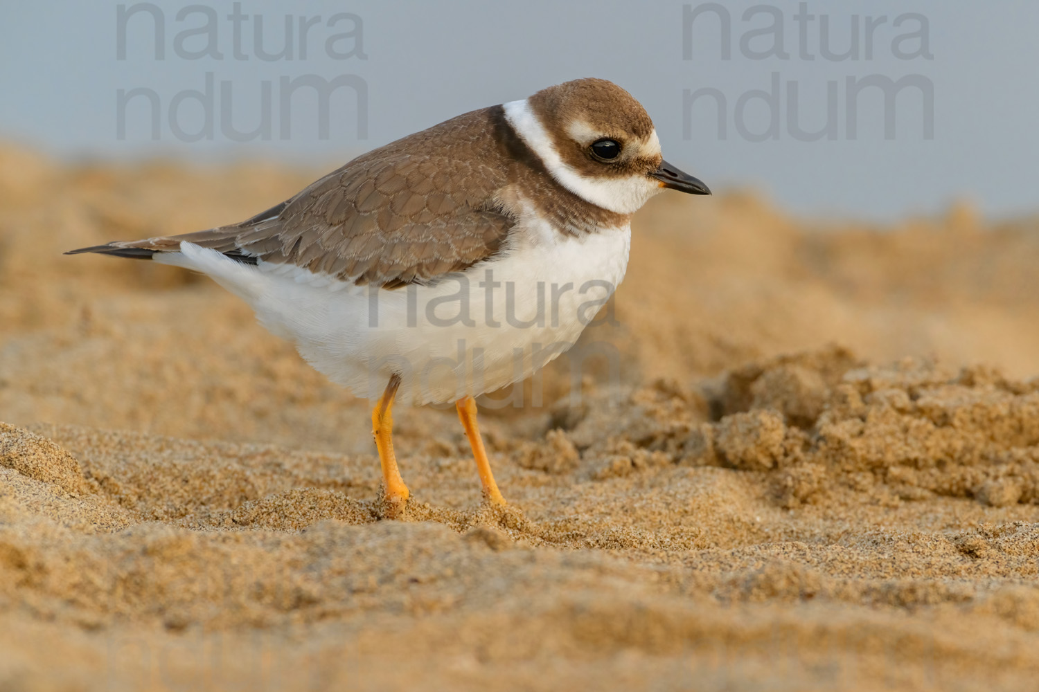 Photos of Common Ringed Plover (Charadrius hiaticula)