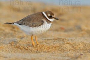 Photos of Common Ringed Plover (Charadrius hiaticula)