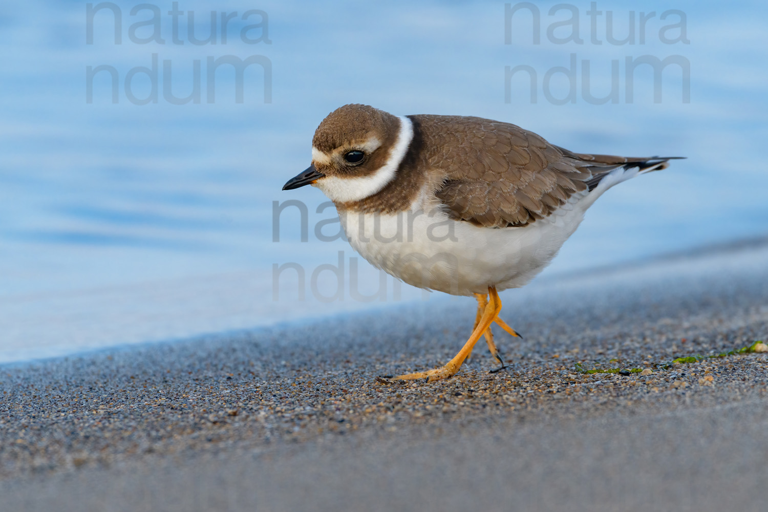 Photos of Common Ringed Plover (Charadrius hiaticula)