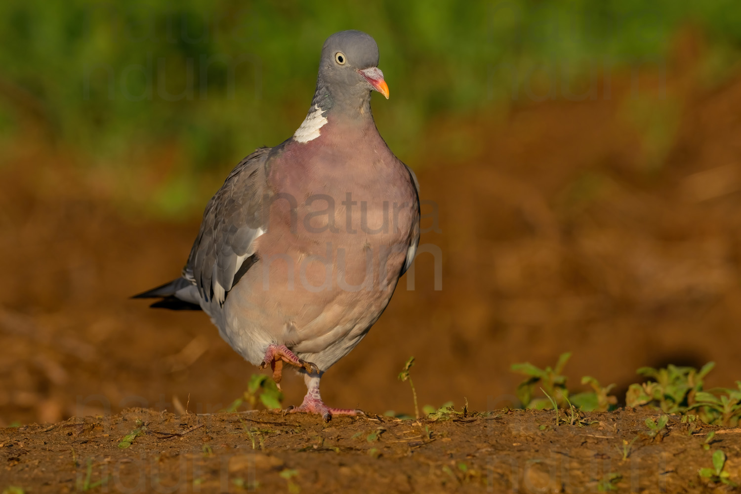 Photos of Common Wood Pigeon (Columba palumbus)