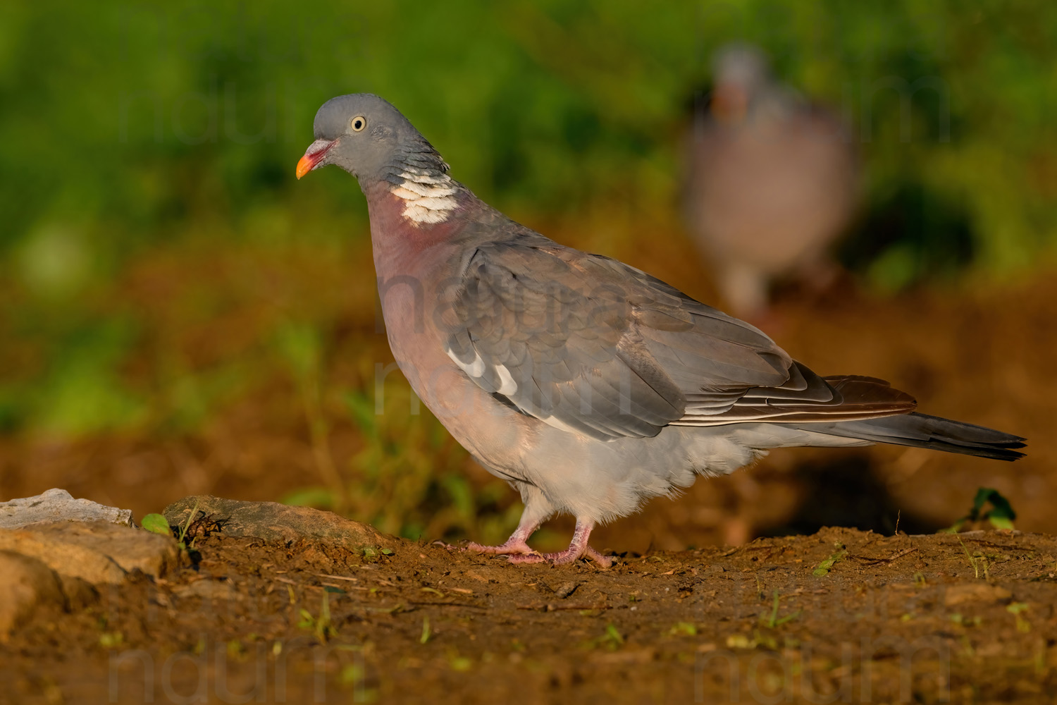 Photos of Common Wood Pigeon (Columba palumbus)