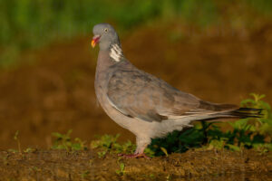 Photos of Common Wood Pigeon (Columba palumbus)