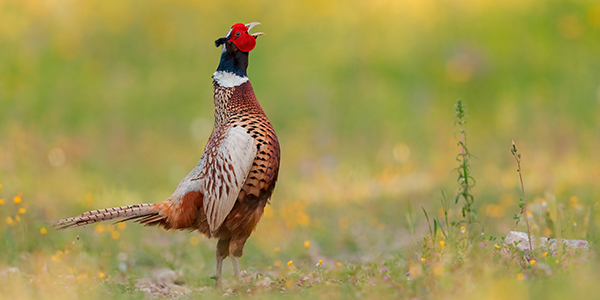 foto di galliformi