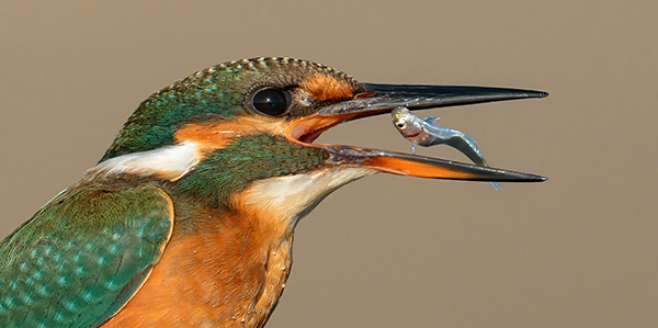 foto di uccelli marini