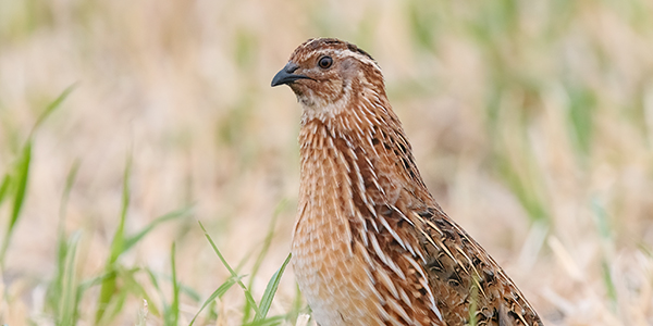 foto di galliformi