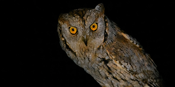 foto di uccelli notturni