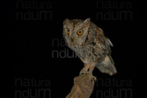 Photos of Scops Owl (Otus scops)