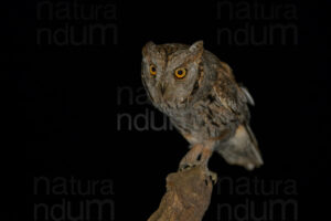 Foto di Assiolo (Otus scops)