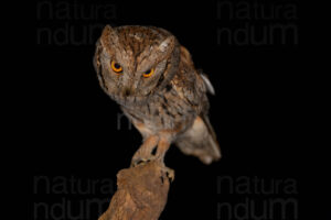 Foto di Assiolo (Otus scops)