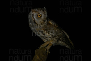Photos of Scops Owl (Otus scops)