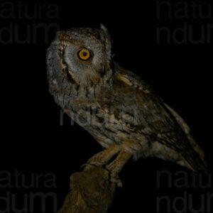 Photos of Scops Owl (Otus scops)