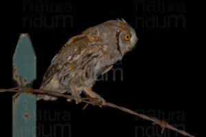 Foto di Assiolo (Otus scops)