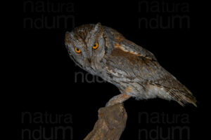 Foto di Assiolo (Otus scops)