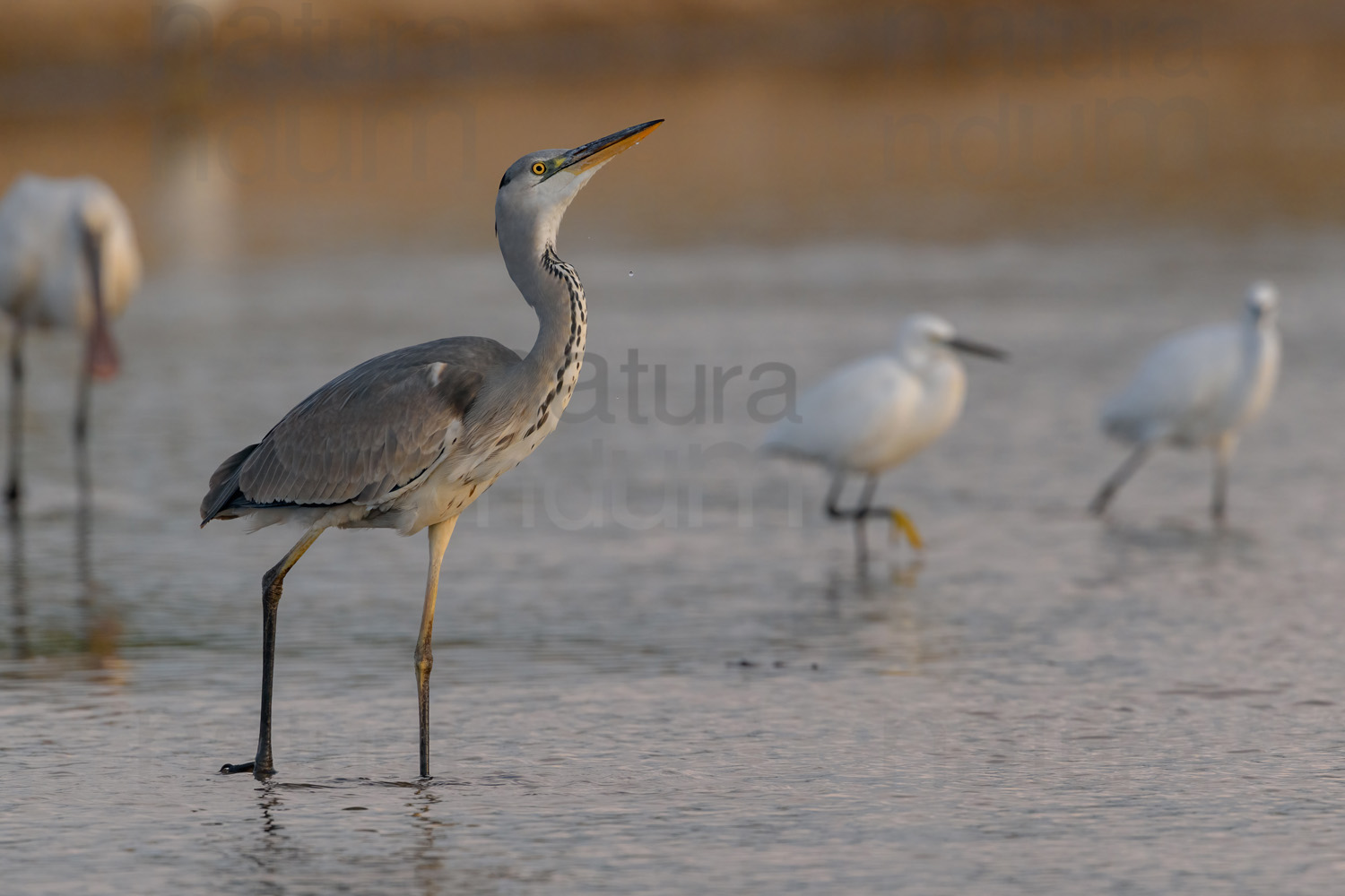 Foto di Airone cenerino (Ardea cinerea)