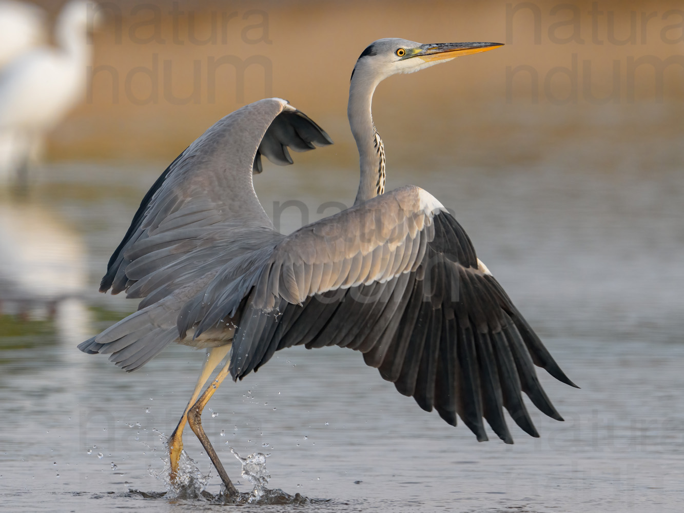 Foto di Airone cenerino (Ardea cinerea)