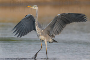 Photos of Grey Heron (Ardea cinerea)