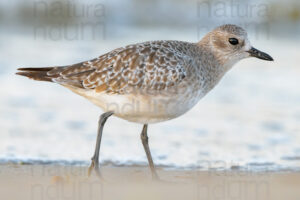 Foto di Pivieressa (Pluvialis squatarola)