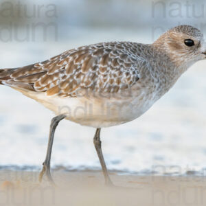 Foto di Pivieressa (Pluvialis squatarola)