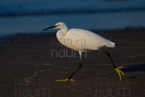 Foto di Garzetta (Egretta garzetta)