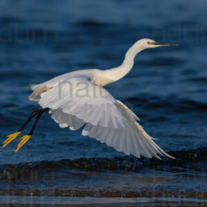 Photos of Little Egret (Egret garzetta)