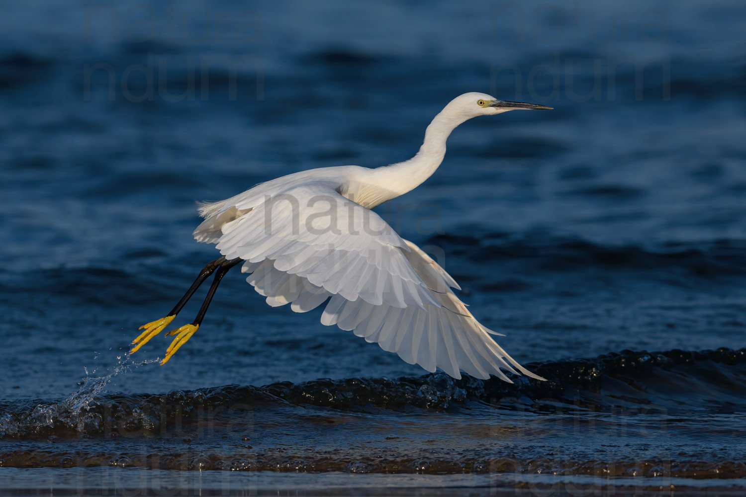 Foto di Garzetta (Egretta garzetta)