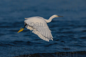 Foto di Garzetta (Egretta garzetta)