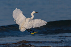 Foto di Garzetta (Egretta garzetta)