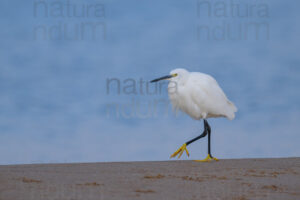 Photos of Little Egret (Egret garzetta)