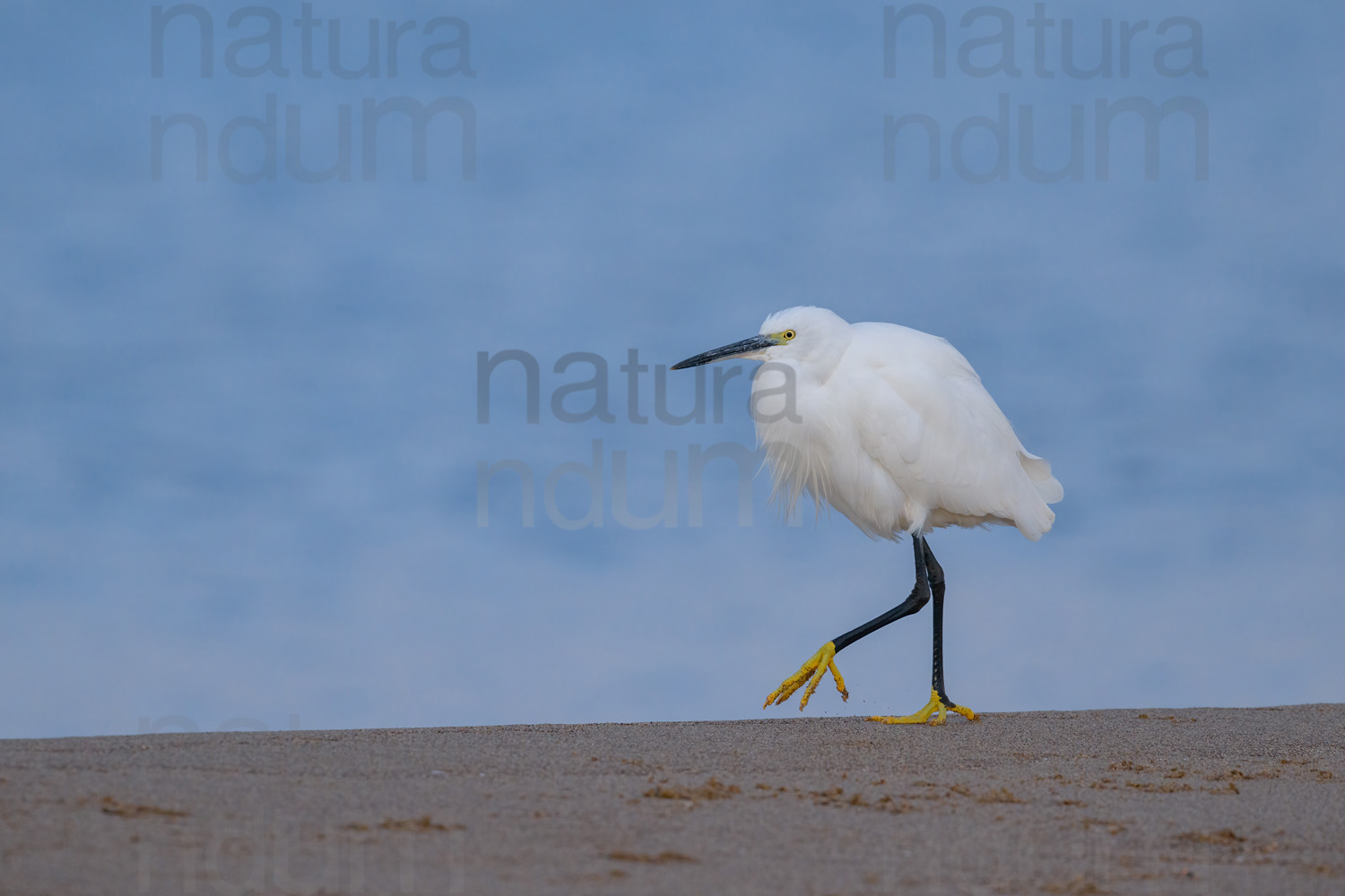 Foto di Garzetta (Egretta garzetta)