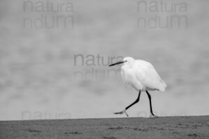 Foto di Garzetta (Egretta garzetta)