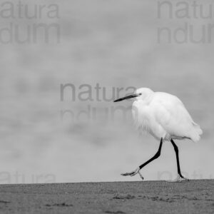 Foto di Garzetta (Egretta garzetta)