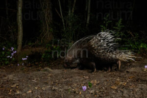 Foto di Istrice crestata (Hystrix cristata)