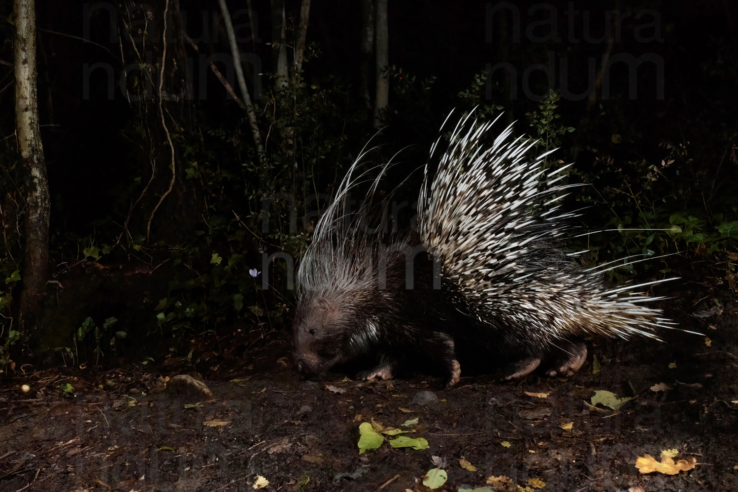 Photos of Porcupine (Hystrix cristata)