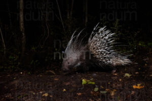 Photos of Porcupine (Hystrix cristata)