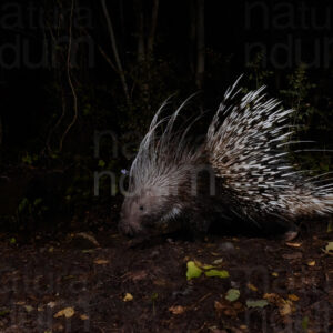 Foto di Istrice (Hystrix cristata)