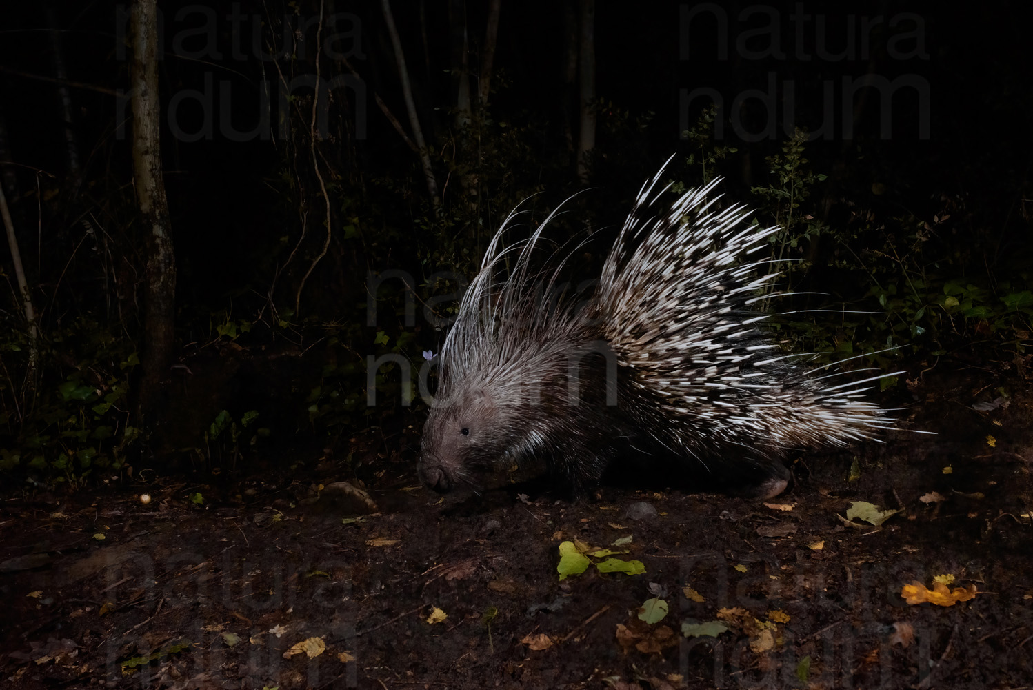 Foto di Istrice (Hystrix cristata)