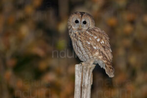 Photos of Tawny Owl (Strix aluco)