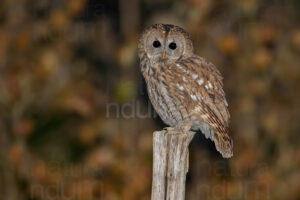 Foto di Allocco (Strix aluco)