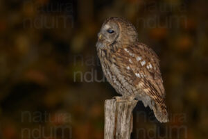 Photos of Tawny Owl (Strix aluco)