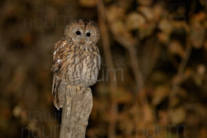 Foto di Allocco (Strix aluco)