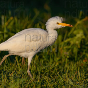 Foto di Airone guardabuoi (Bubulcus ibis)